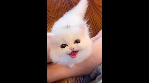 Baby Cat plying 🥰|| Most poplar Cat