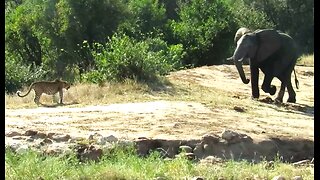 Angry elephant shows leopard who's boss with loud screams