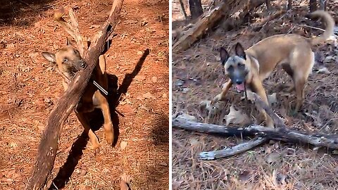 Dog Refuses To Leave Huge Tree Limb In The Woods