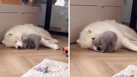 Affectionate Kitty Can't Stop Cuddling With Fluffy Pup