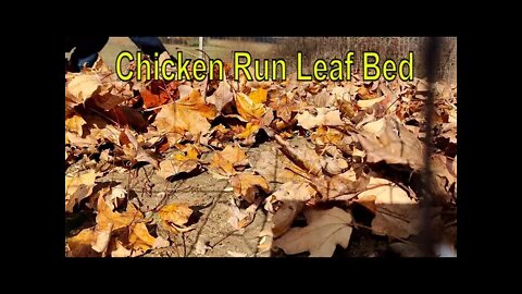 Chicken Run Leafing - Big Top Farm