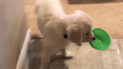 Clumsy Adorable Puppy Makes A Big Wet Mess