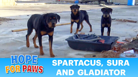 Three Rottweilers abandoned without food and left to die 😓😓😓