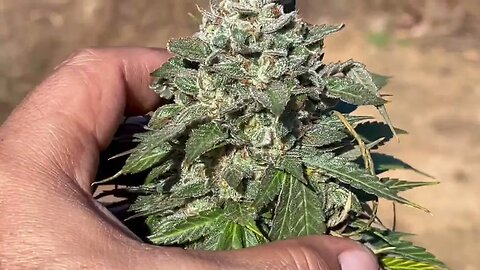 Harvesting Marley’s Grin & strawberry Nuggets by MEPHISTO GENETICS