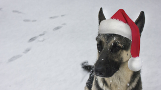 German Shepherd enthusiastically opens Christmas present