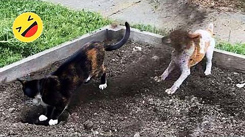 New Funny Animals 😂 Funniest Cats and Dogs Videos 😺🐶 Part 67