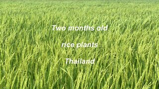 Two months old rice plants in Thailand