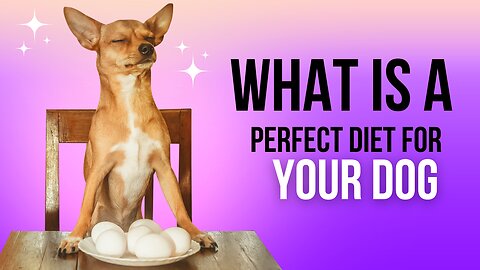 what is a perfect diet for your dog?