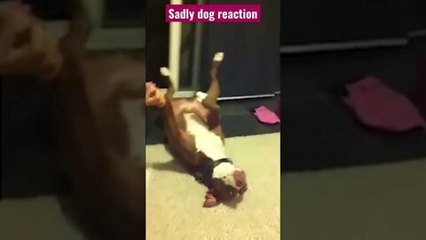 Sadly Dog Reaction #dogfunny #dogreaction #doglovers #short #shorts