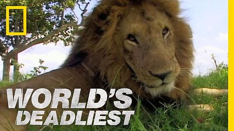 Lion vs. Lion | World's Deadliest