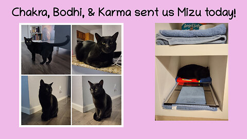 Chakra, Bodhi, & Karma sent us Mizu today!