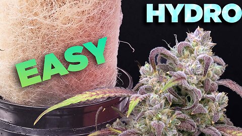 How to HYDRO EASY - COMPLETE GROW GUIDE Cannabis & Weed Hydroponic DWC