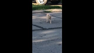 Neighborhood cat says hi