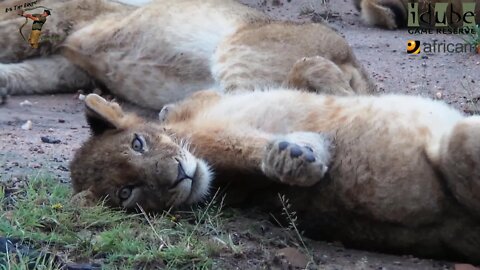 Daughters Of The Mapogo Lions - Rebuilding The Othawa Pride - 47: Fat And Sleepy, Eighth Cub Found!