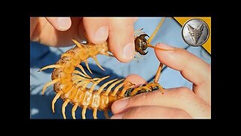 Centipede Bite Worse Than ALL Stings_!