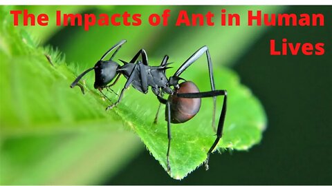 A SHORT NOTE ON ANT: SMALL ANT