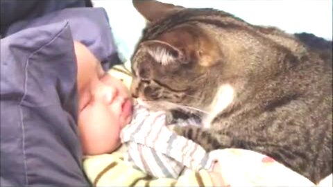 Cat love baby