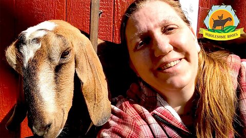 Our Natural Solutions for Congested Udder Treatment || Parsley the Goat is Bouncing Back!