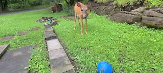 Deer confused about the ball
