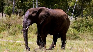 Majestic elephant roams free in Kenya, Africa