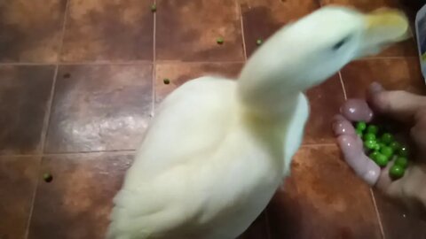 Indian Runner Duck, Eating peas, ( Part 2 ) ( Video 13 )