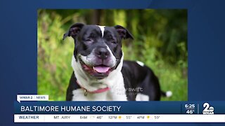 Melanie the dog is up for adoption at the Baltimore Humane Society