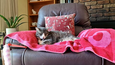 Cat naps through noisy vacuum noise