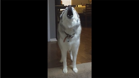 Husky Throws Hilarious Mid-Day Temper Tantrum