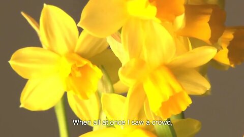 Daffodils by William Wordsworth
