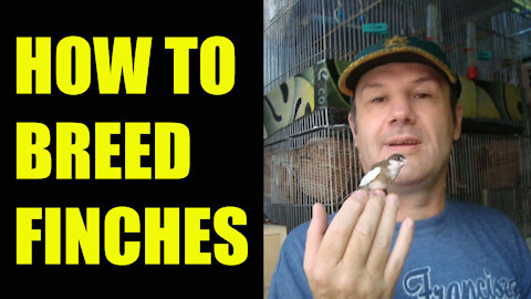 How To Breed Finches