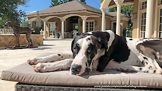 Great Dane thoroughly enjoys lounging by the pool