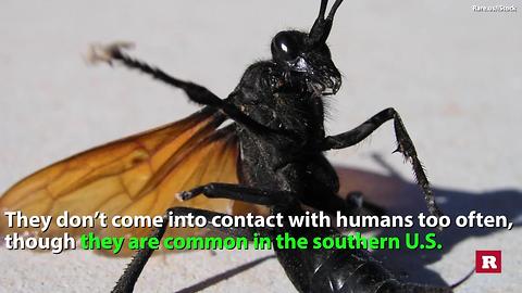 Facts on the Tarantula Hawk Wasp | Rare Animals