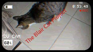 The Blair Cat Project