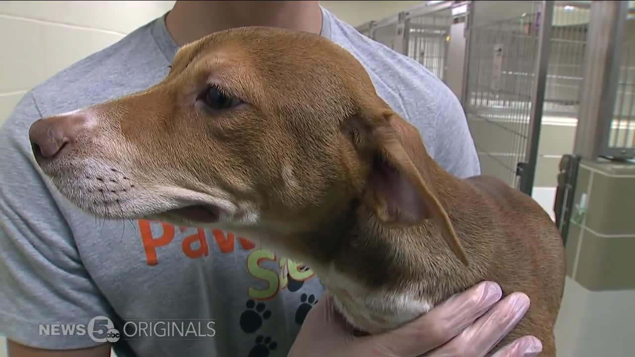 Jailed young men find purpose and 'pawsitive' outlook while working at Geauga County Humane Society