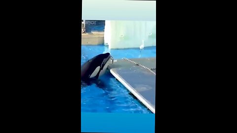 killer whale in captivity learns to use food as bait to catch birds