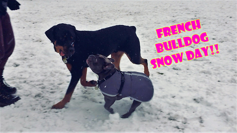 French Bulldogs experience snow for the first time