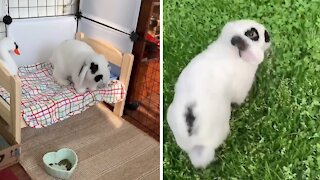 Bunny rabbit doesn't really like to be pet