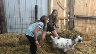 American girl yanks baby tooth with help from a goat