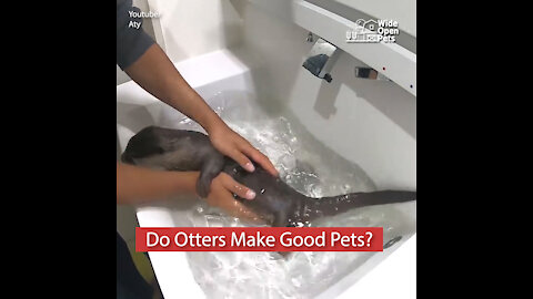 Do Otters Make Good Pets?