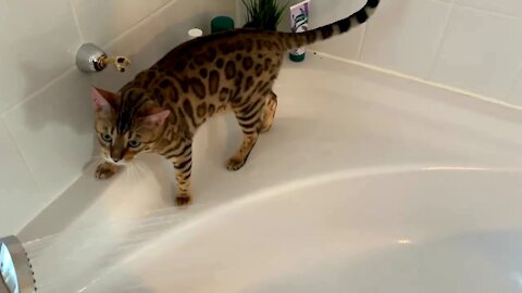 Kitten cat like tiger enjoying testing the waters - try not to laugh