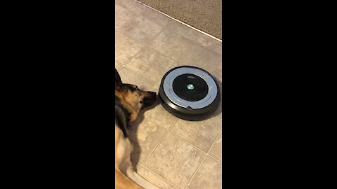 Robot Vacuum Repeatedly Runs Into Dog's Nose