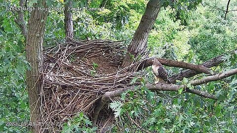 Hays Eagles Nest Red Tailed Hawk Visit 91923 15:26