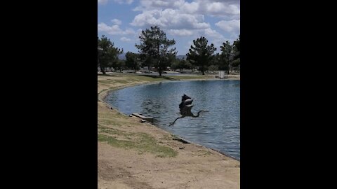 Heron Bird flies inside park
