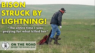 Bison gets STRUCK BY LIGHTNING! | "The entire time, I was praying for what killed her" - Rancher
