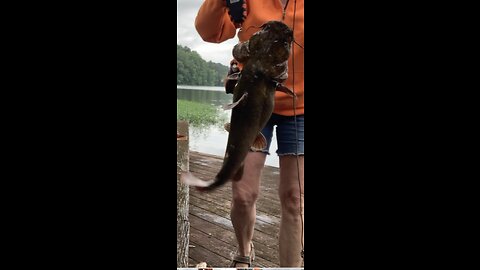 Big flathead catfish leaps onto pier. Angler jump back to keep from being hit by fish.