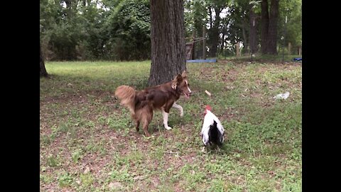 Brad Pitt the Rooster Plays Tag With Border Collies