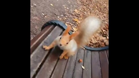 Friendly wild squirrels collide over tasty walnut