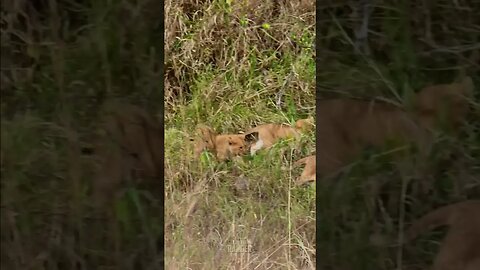 Cute Little Lion Cubs #shorts | #ShortsAfrica