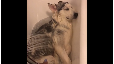 Husky Puppy Loves Bath Time From The Bottom Of His Heart