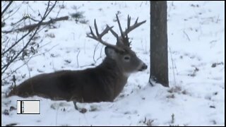 Wisconsin gun deer season might become 10-days longer